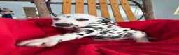 Dalmatian dogs for sale: Tessa - Ad 3