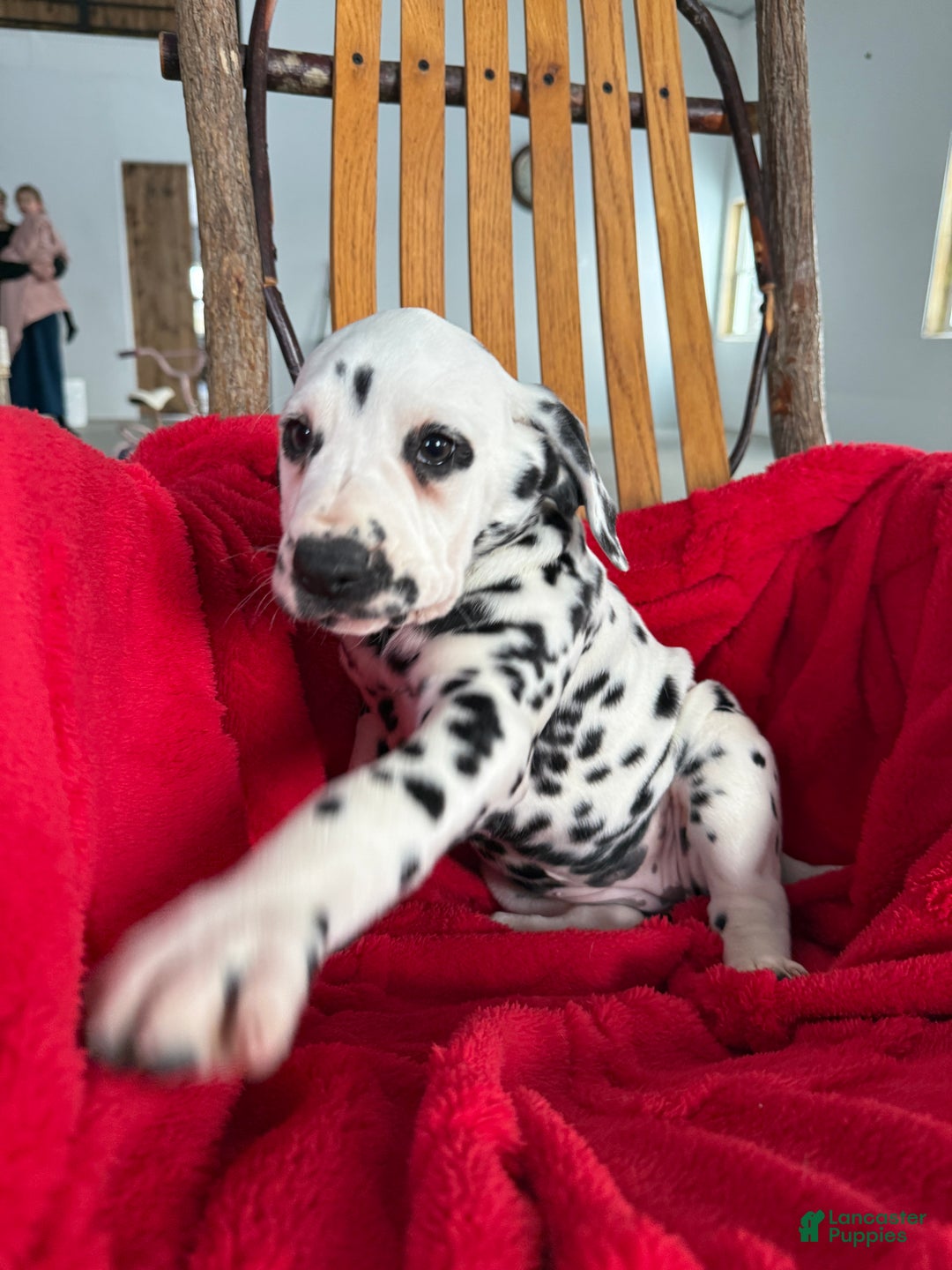 Dalmatian dogs for sale: Tessa - Ad 3