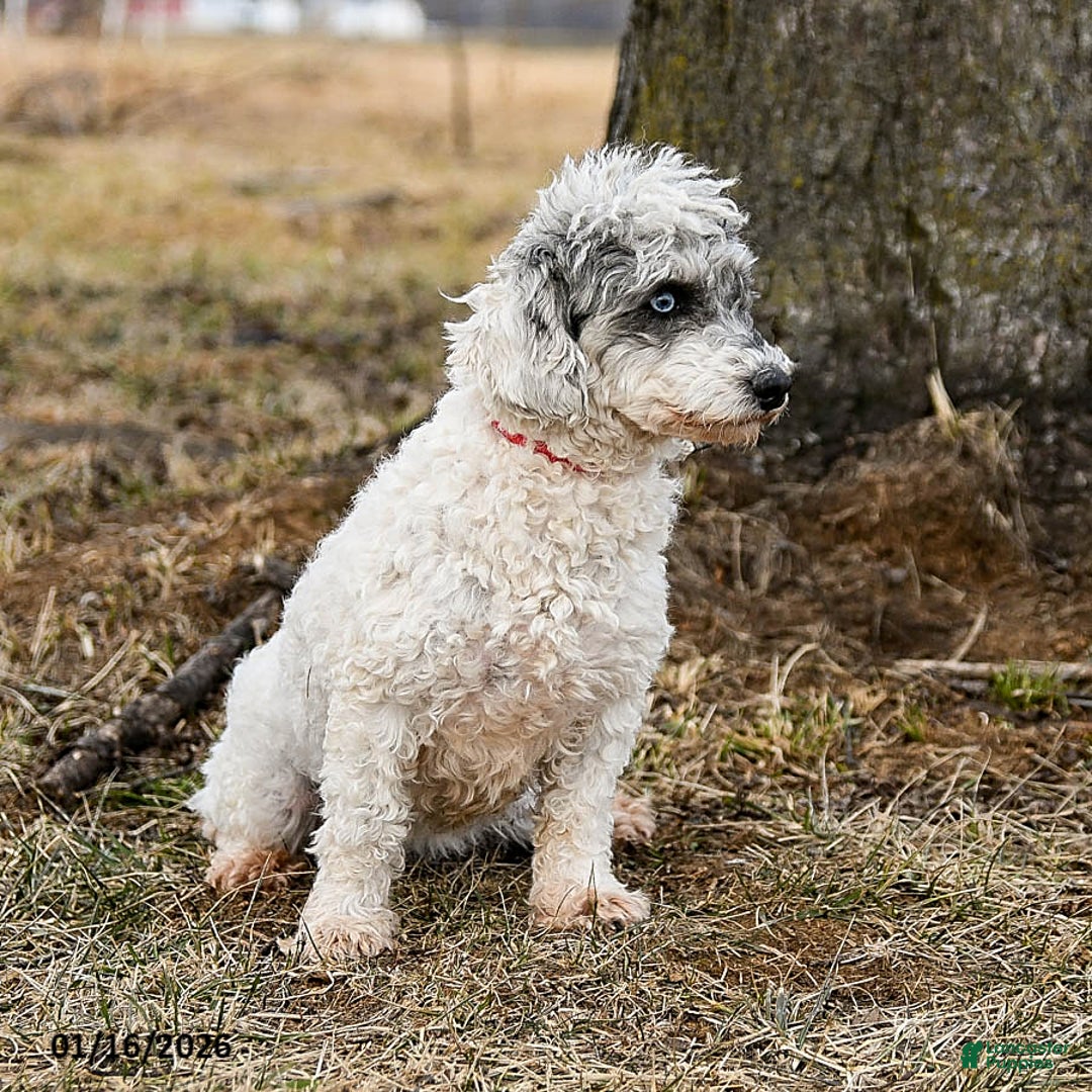 Miniature Poodle dogs for sale: Marble - Ad 3