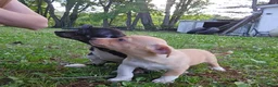 Chiweenie dogs for sale: Chiweenie Puppy 1 - Ad 3
