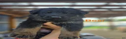 German Shepherd dogs for sale: Coco - Ad 8