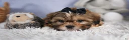 Shih Tzu dogs for sale: GIGI - Ad 6
