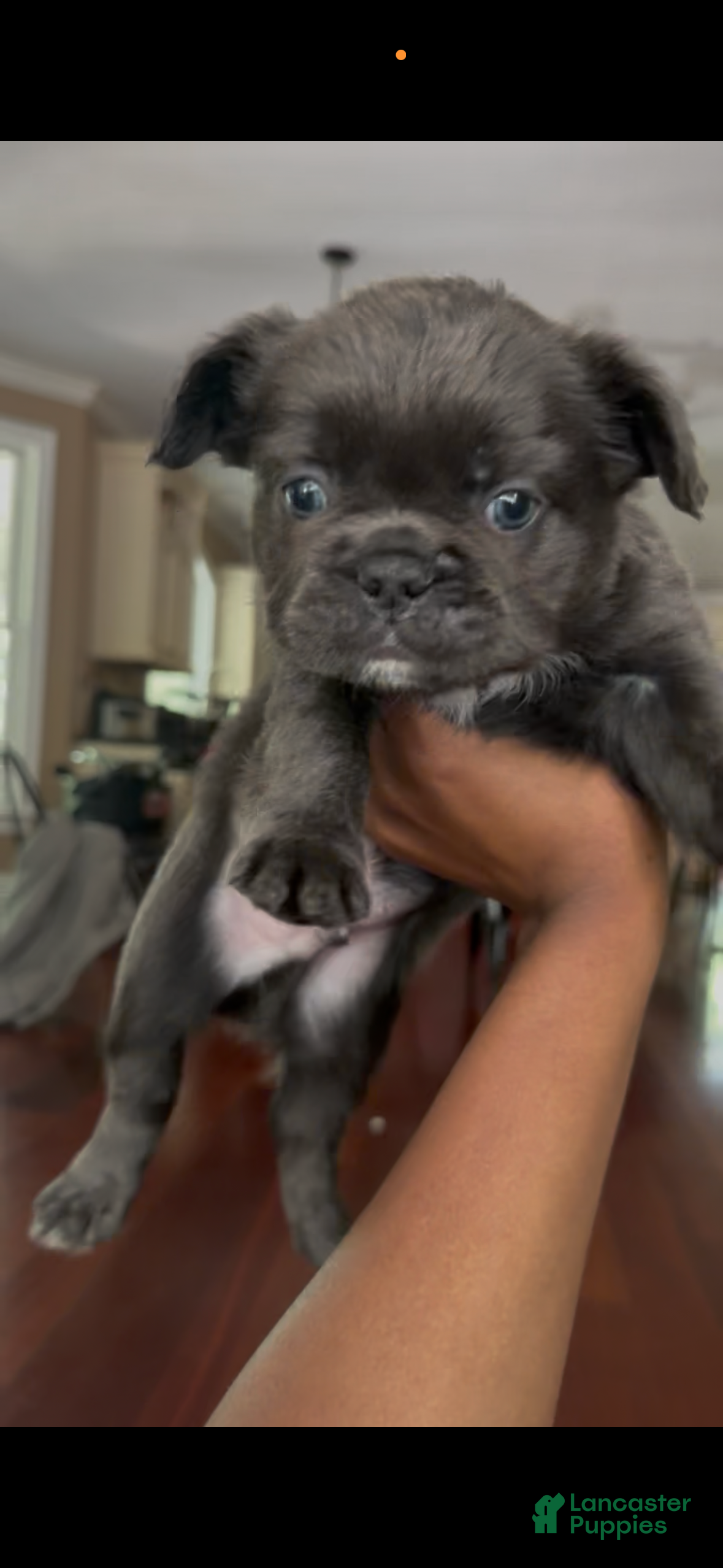French Bulldog dogs French Bulldog Puppy 1 - Ad 25