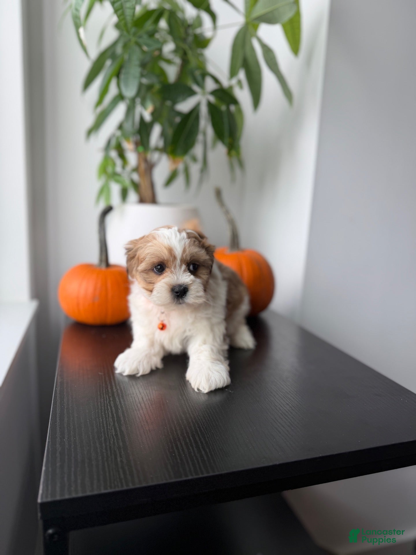 Shihpoo dogs Bear - Ad 2