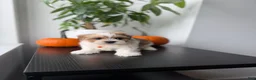 Shihpoo dogs for sale: Bear - Ad 2
