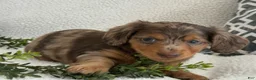 Miniature Dachshund dogs for sale: Tina - Ad 6