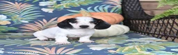 Miniature Dachshund dogs for sale: Hero - Ad 5