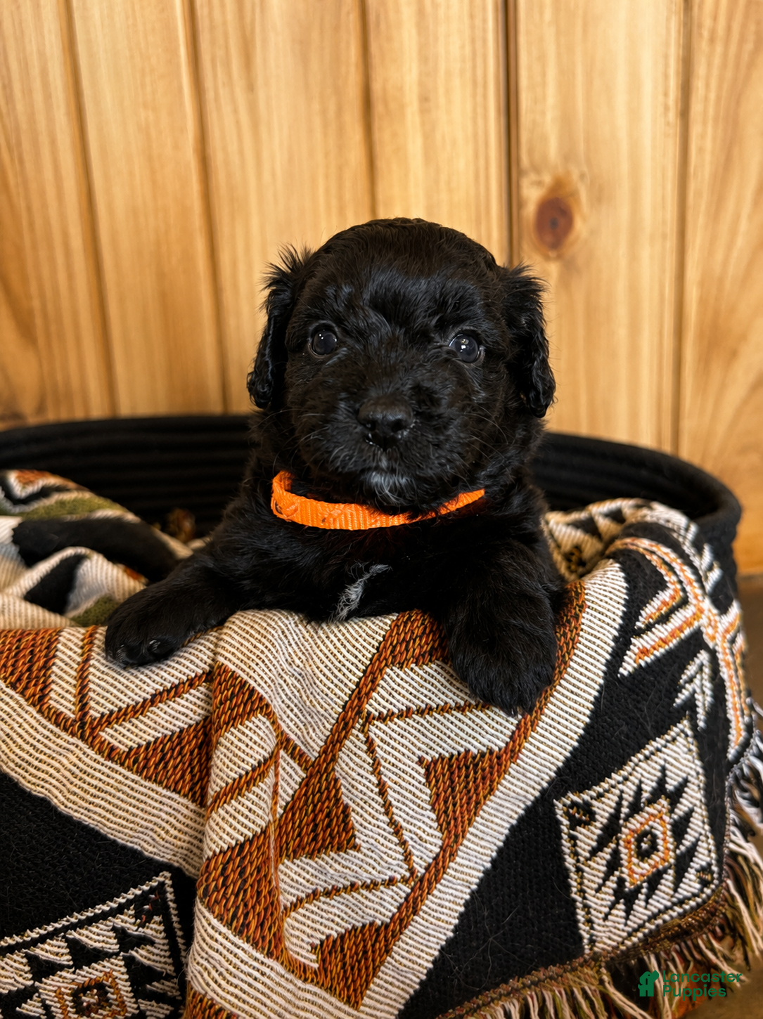 Mini Aussiedoodle dogs for sale: Mini Aussiedoodle Male #2 - Ad 1
