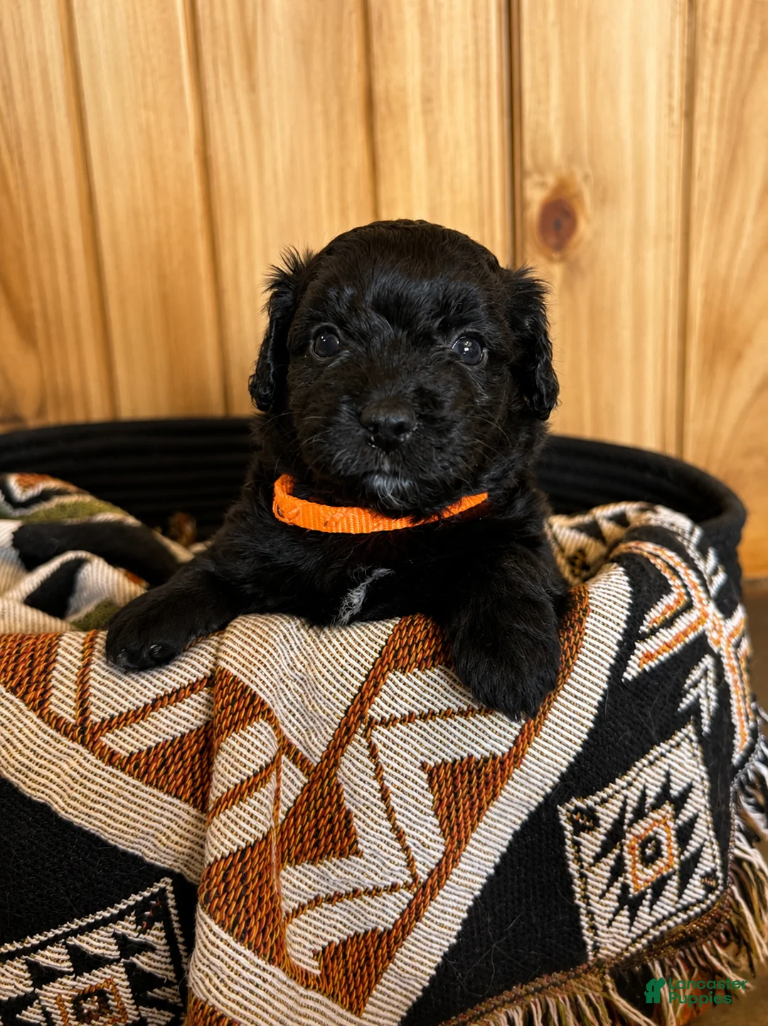Mini Aussiedoodle dogs for sale: Mini Aussiedoodle Male #2 - Ad 1