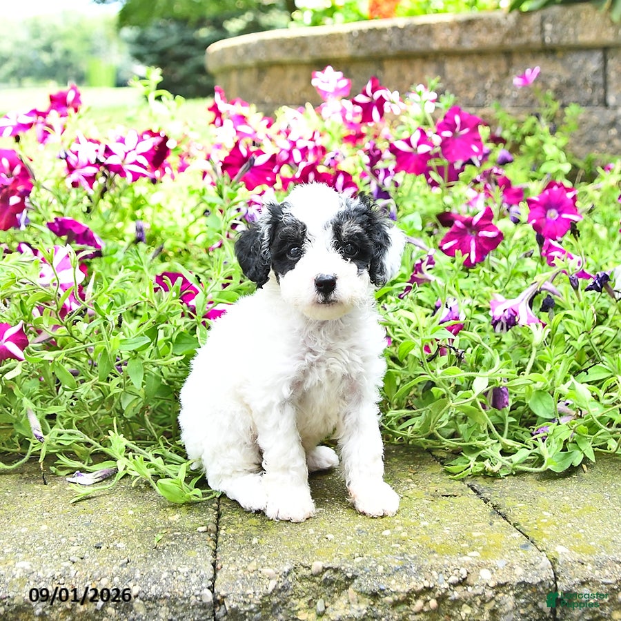 Toy Poodle dogs Maleah   EXTRA SMALL - Ad 2