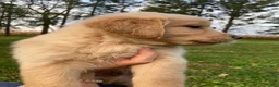 Golden Retriever dogs for sale: Austin - Ad 4