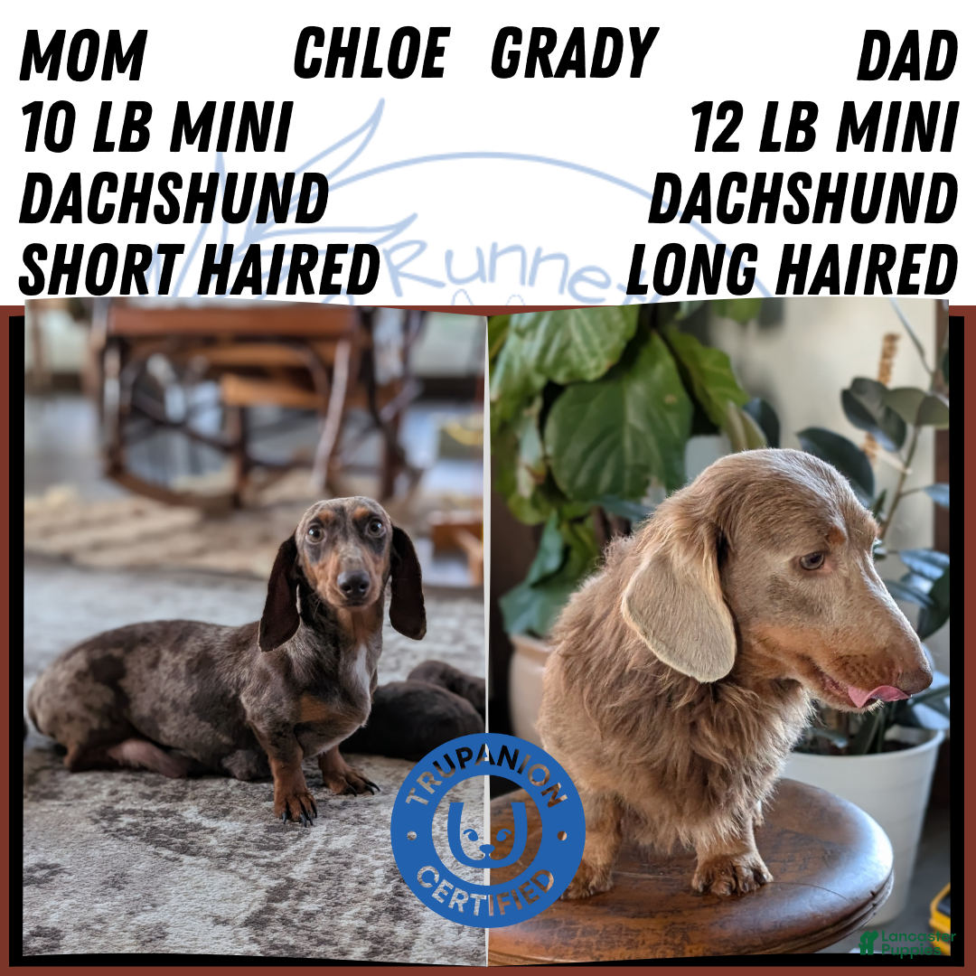 Miniature Dachshund dogs for sale: Iris - Ad 13