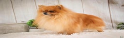 Pomeranian dogs for sale: Mr. Darcy - Ad 14