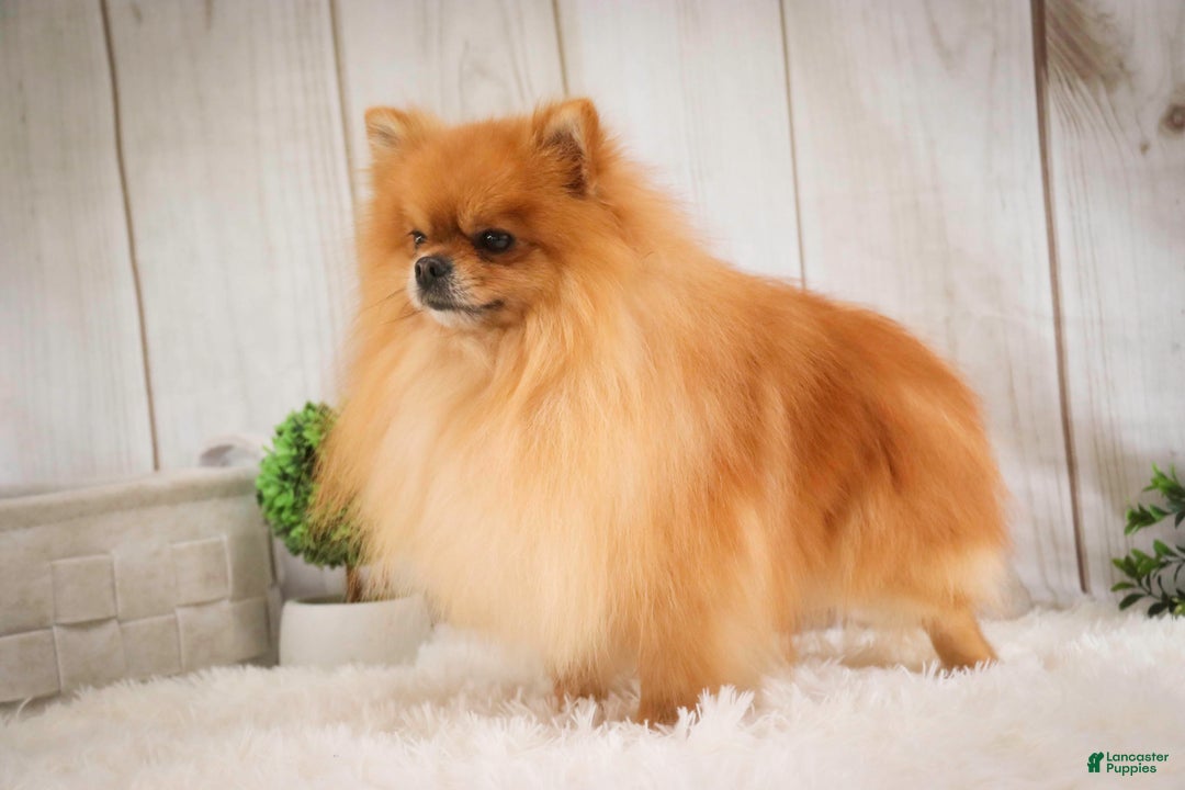 Pomeranian dogs for sale: Mr. Darcy - Ad 14