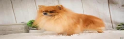 Pomeranian dogs for sale: Bingley - Ad 10