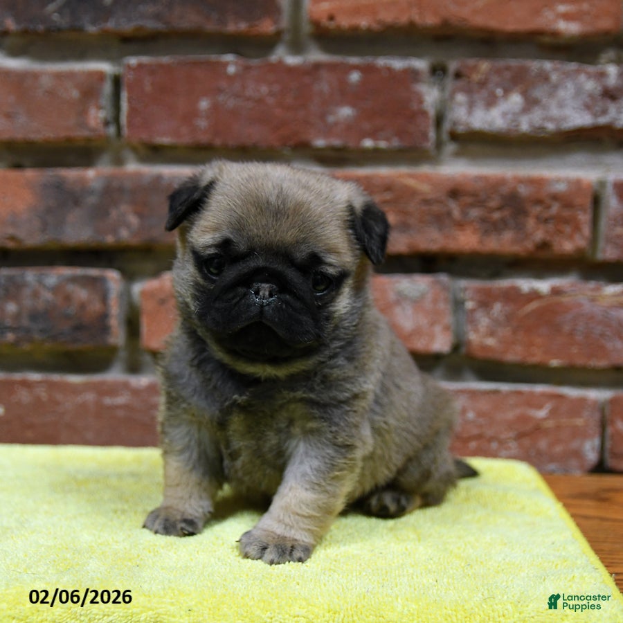 Pug dogs Jasper - Ad 5