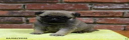 Pug dogs for sale: Jasper - Ad 1
