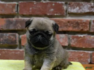 Pug dogs Jasper - Ad 5