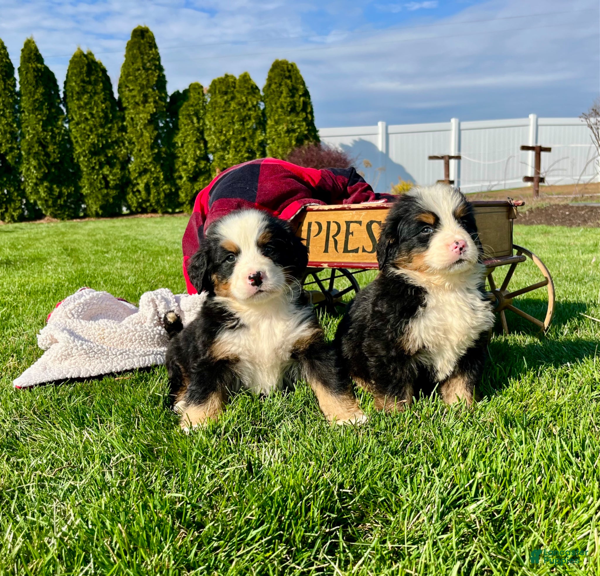 Bernese Mountain Dog dogs Chester🐾❤️Genetic Health Tested ❤️AKC🐾Hip Certified❤️Call 717-314-4241 - Ad 21