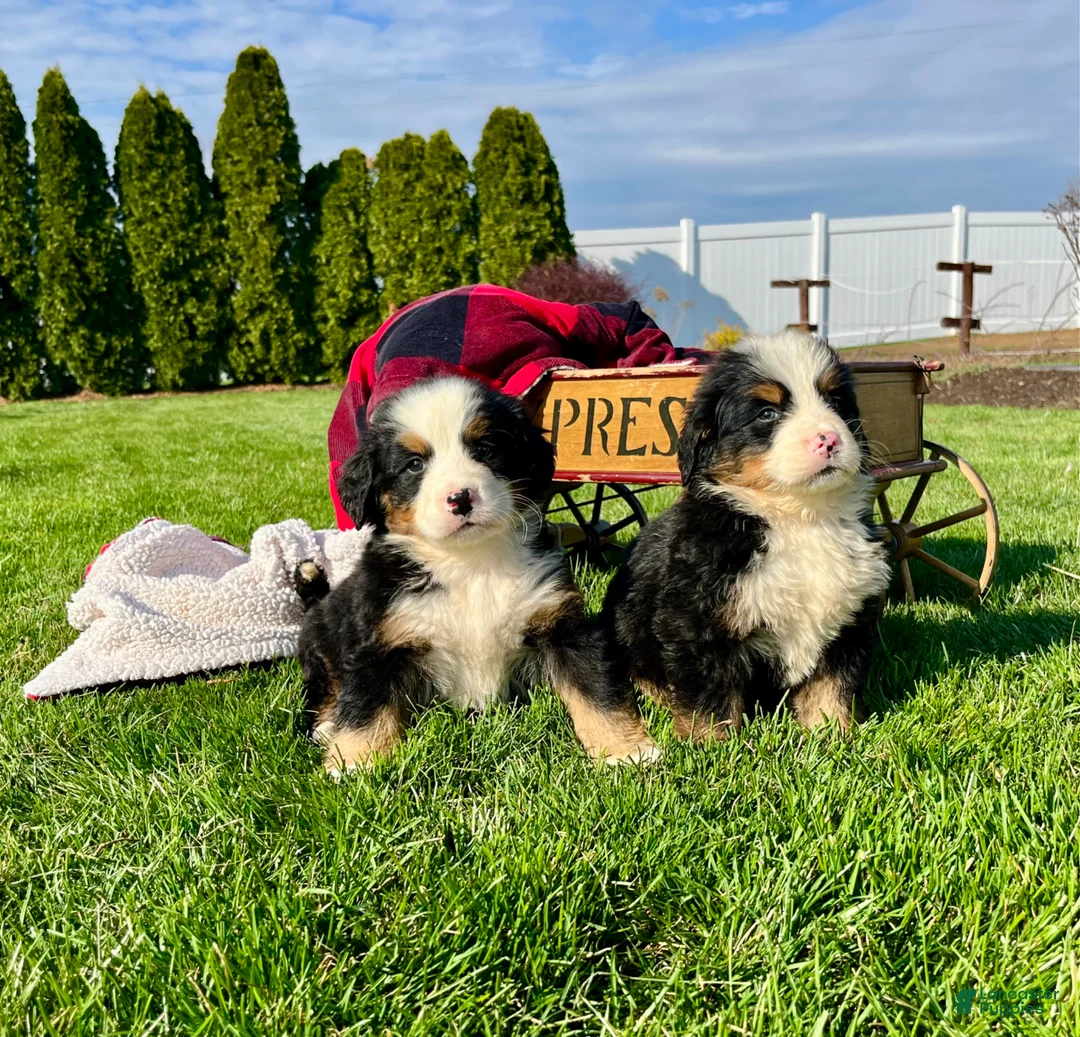 Bernese Mountain Dog dogs for sale: Chester🐾❤️Genetic Health Tested ❤️AKC🐾Hip Certified❤️Call 717-314-4241 - Ad 1