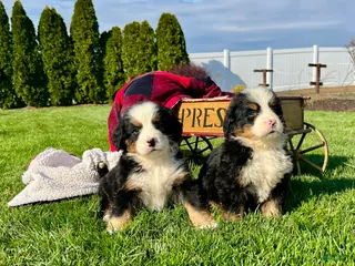 Bernese Mountain Dog dogs Chester🐾❤️Genetic Health Tested ❤️AKC🐾Hip Certified❤️Call 717-314-4241 - Ad 21