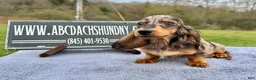 Miniature Dachshund dogs for sale: AKC Russian- Pra clear sale - Ad 6