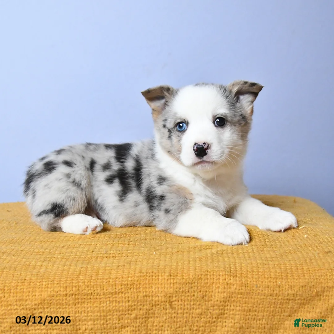 Welsh Corgi Pembroke dogs for sale: Artic - Ad 2