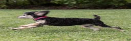 Miniature Poodle dogs for sale: Misty Miniature Poodle  - Ad 6