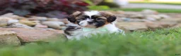 Shih Tzu dogs for sale: Bohdi - Ad 1