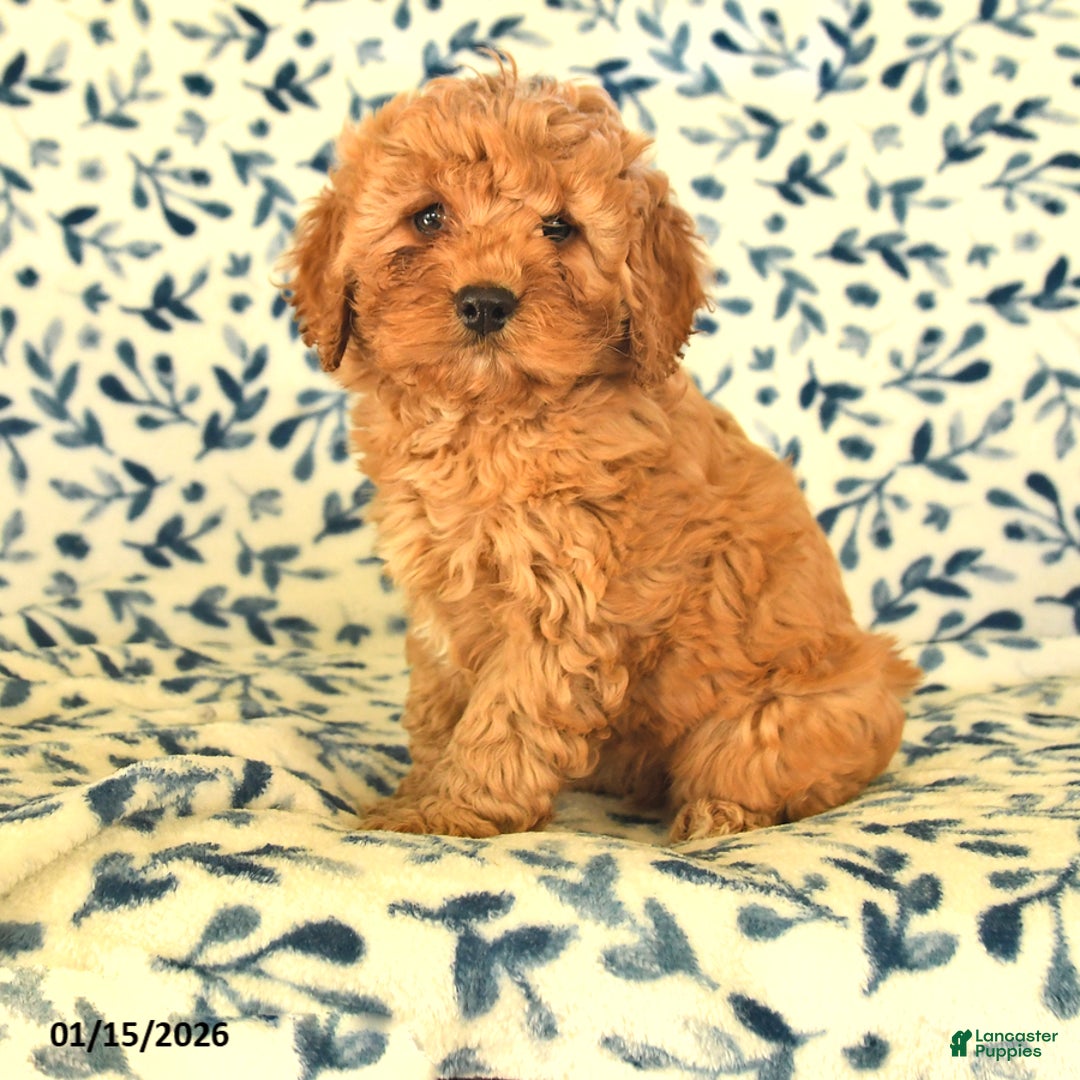 Cockapoo dogs for sale: Marlo - Ad 1