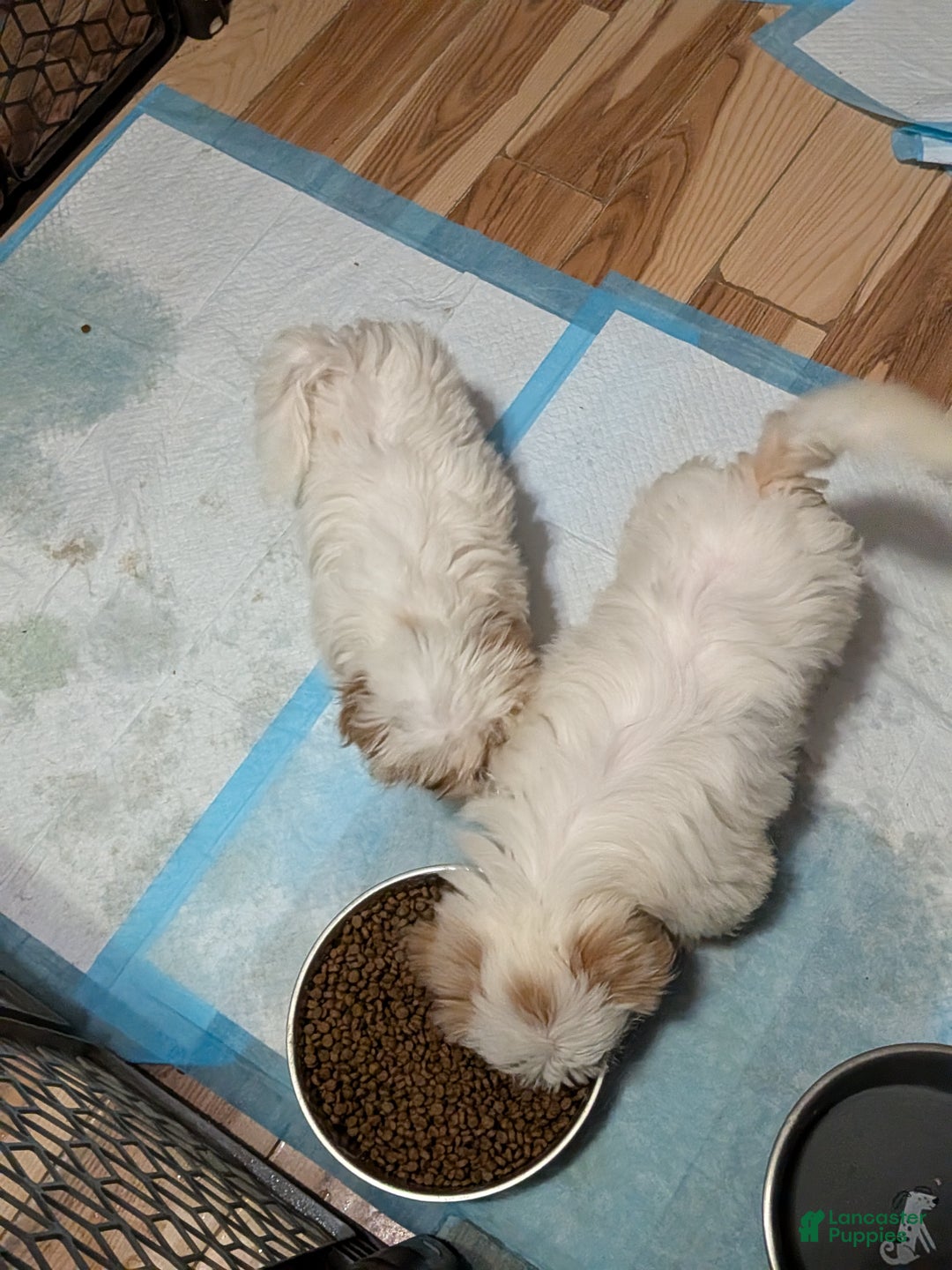 Shih Tzu dogs for sale: Skylar  - Ad 10