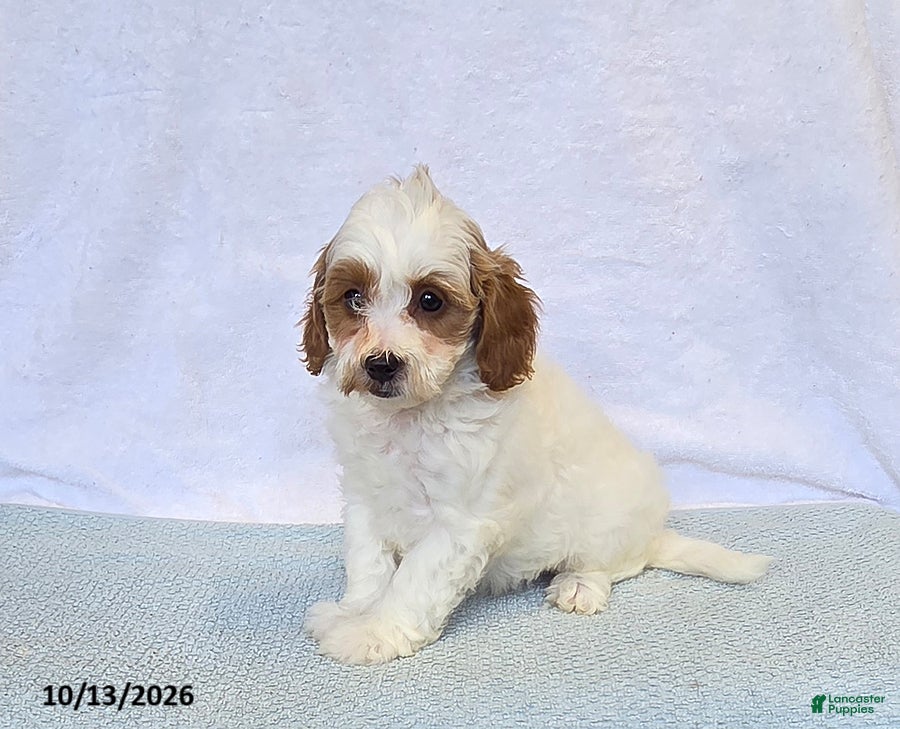 Cavapoo dogs Kiwi - Ad 2