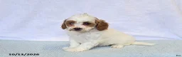 Cavapoo dogs for sale: Kiwi - Ad 2