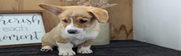 Welsh Corgi Pembroke dogs for sale: Namor  - Ad 5
