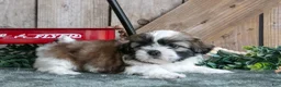 Shih Tzu dogs for sale: Jorge - Ad 2