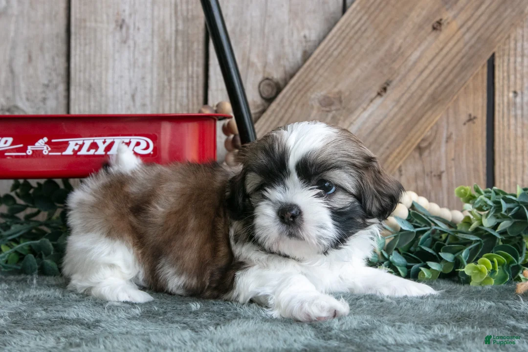 Shih Tzu dogs for sale: Jorge - Ad 2
