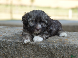 Mixed Breed dogs - Ad 8