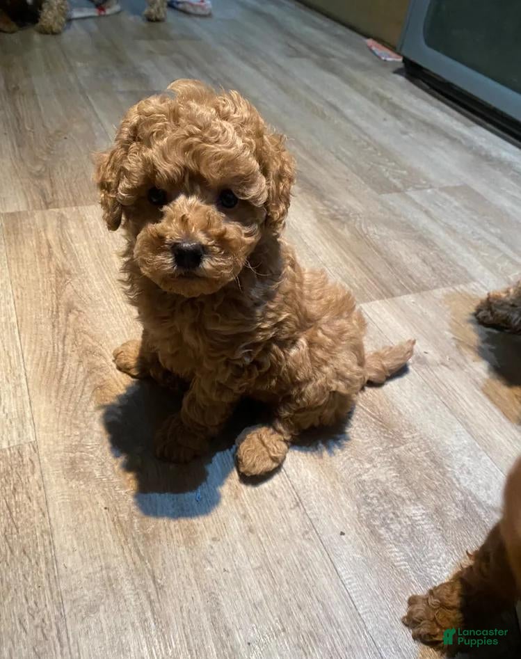 Toy Poodle dogs for sale: Nicky - Ad 2
