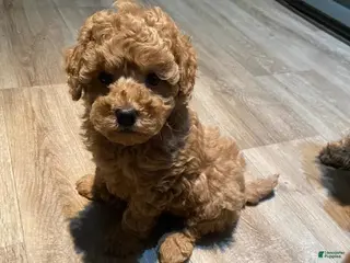 Toy Poodle dogs Nicky - Ad 16