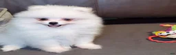 Pomeranian dogs for sale: Nugget - Ad 4