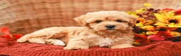 Maltipoo dogs for sale: Jasmine - Ad 6