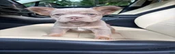French Bulldog dogs for sale: French Bulldog 5 - Ad 5