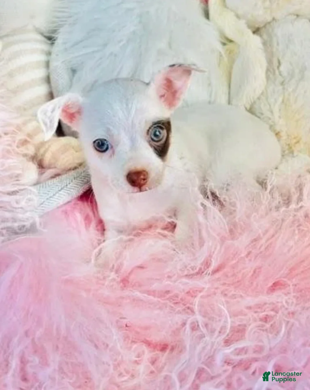 Chihuahua dogs for sale: Chihuahua 1 - Ad 4