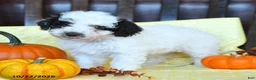 Miniature Poodle dogs for sale: Mocha - Ad 1