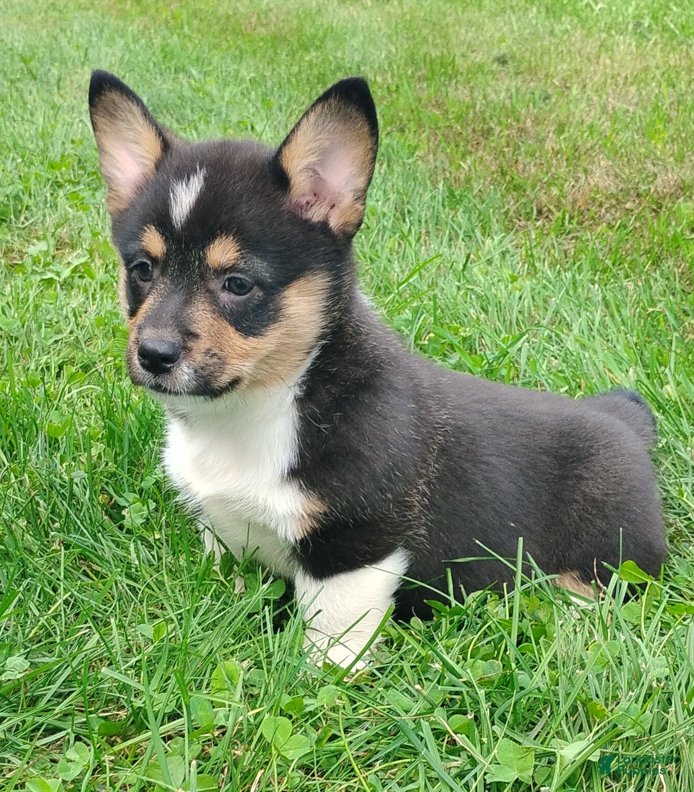Welsh Corgi Pembroke dogs Nylah - Ad 2