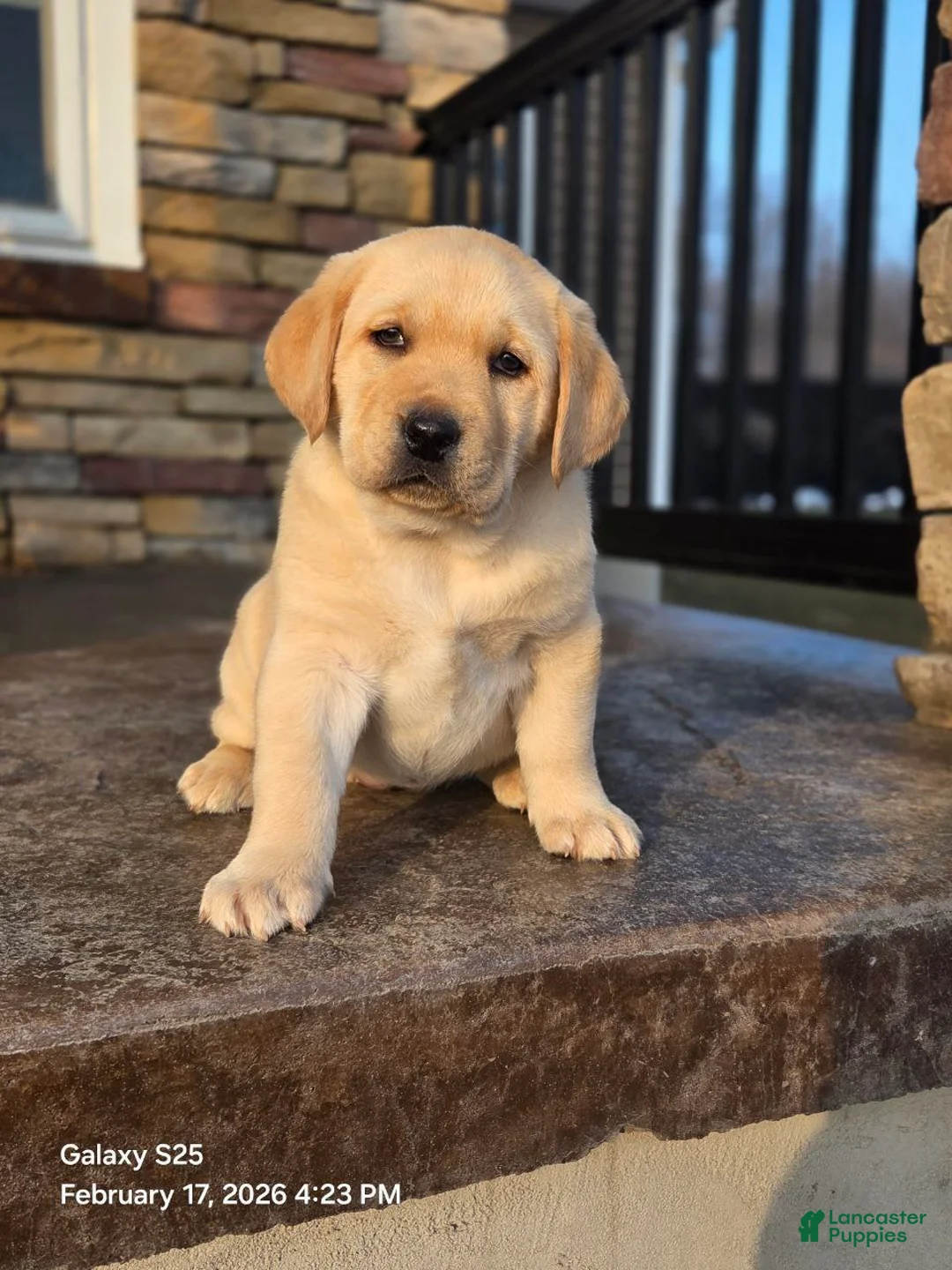 Labrador Retriever dogs for sale: Angel - Ad 3