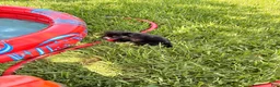 Mixed Breed dogs for sale: Jillian - Ad 5