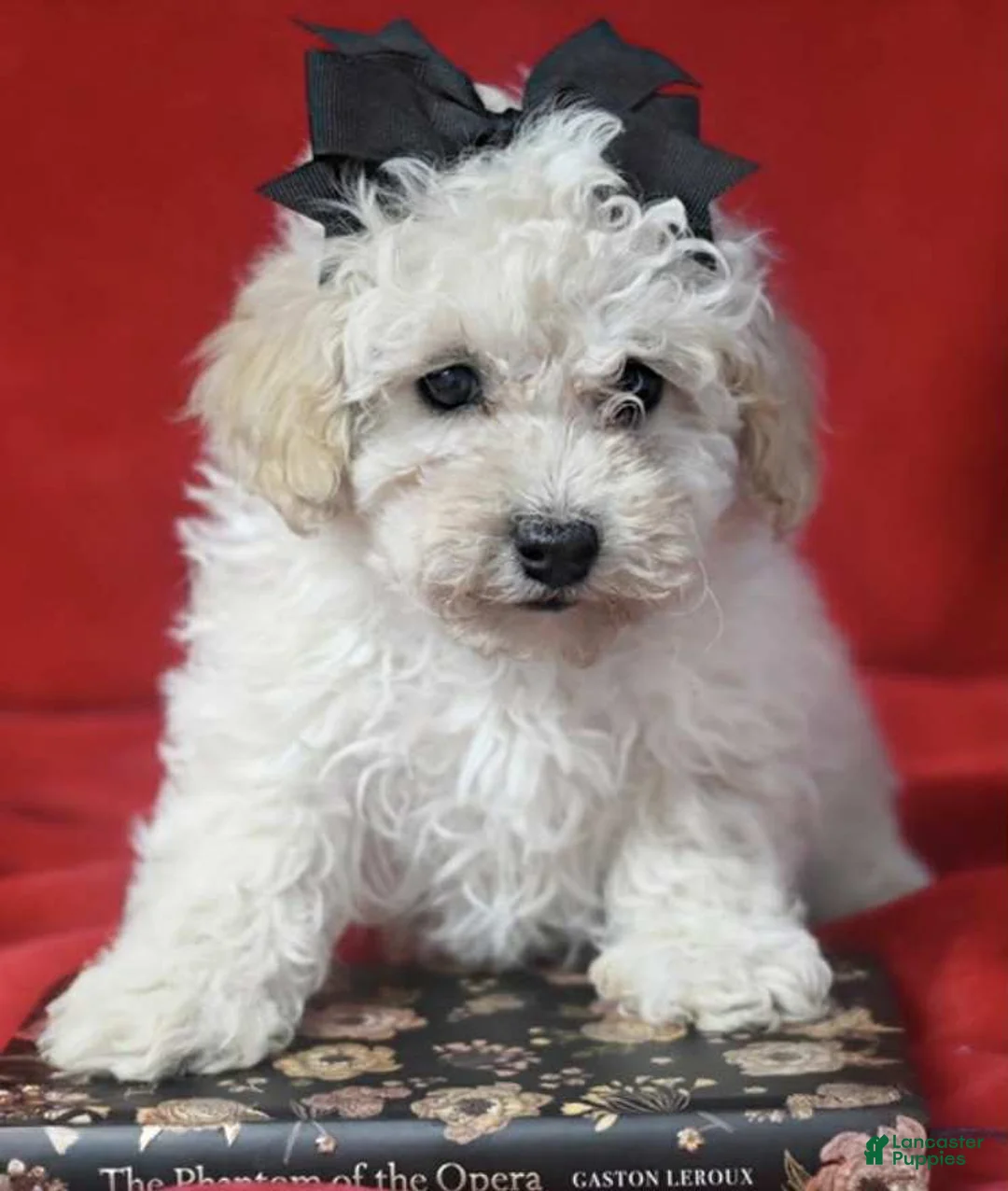 Toy Poodle dogs for sale: Zinga - Ad 1