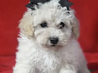 Toy Poodle dogs Zinga - Ad 18