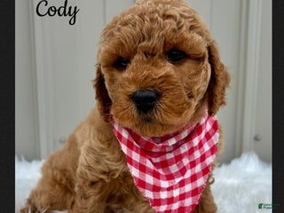 Mini Goldendoodle dogs - Ad 8